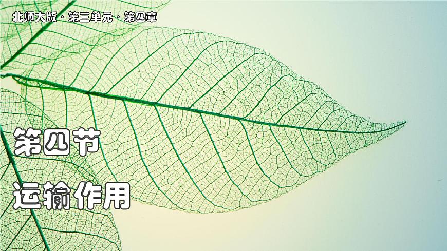 北师大版生物（2024）七年级上册 3.4.4  运输作用 课件第1页