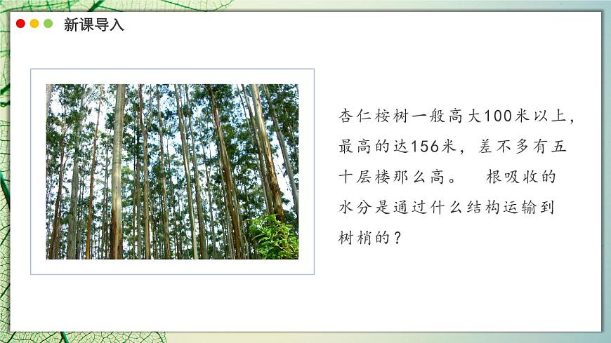 北师大版生物（2024）七年级上册 3.4.4  运输作用 课件第3页