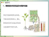 北師大版生物（2024）七年級(jí)上冊(cè) 3.4.4  運(yùn)輸作用 課件