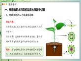 北師大版生物（2024）七年級(jí)上冊(cè) 3.4.4  運(yùn)輸作用 課件