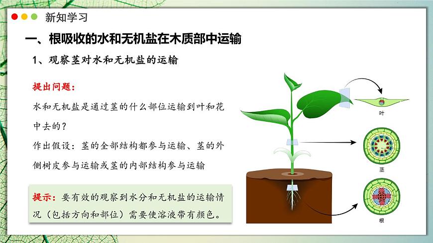 北师大版生物（2024）七年级上册 3.4.4  运输作用 课件第5页