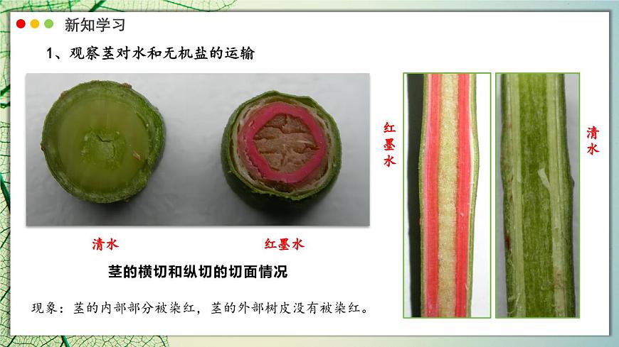 北师大版生物（2024）七年级上册 3.4.4  运输作用 课件第8页