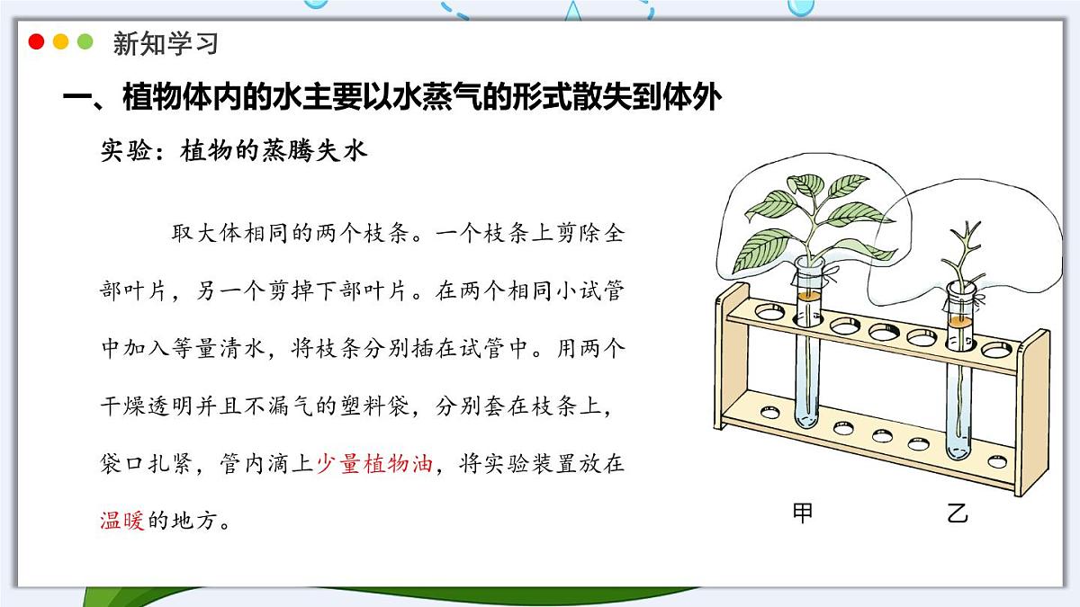 北师大版生物（2024）七年级上册 3.4.5  蒸腾作用 课件第4页