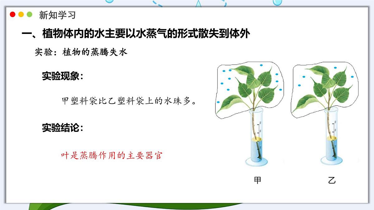 北师大版生物（2024）七年级上册 3.4.5  蒸腾作用 课件第6页