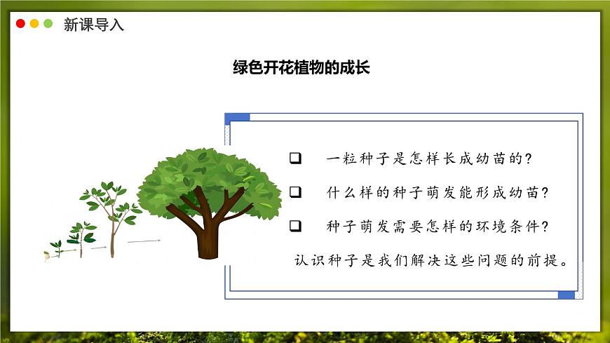 北师大版生物（2024）七年级上册 3.5.1 种子萌发形成幼苗 课件第3页