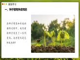 北師大版生物（2024）七年級上冊 3.5.1 種子萌發(fā)形成幼苗 課件