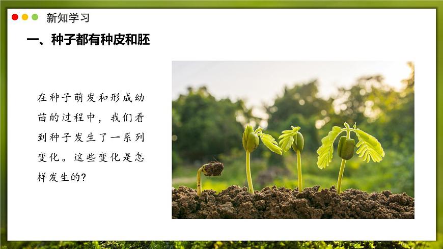 北师大版生物（2024）七年级上册 3.5.1 种子萌发形成幼苗 课件第4页