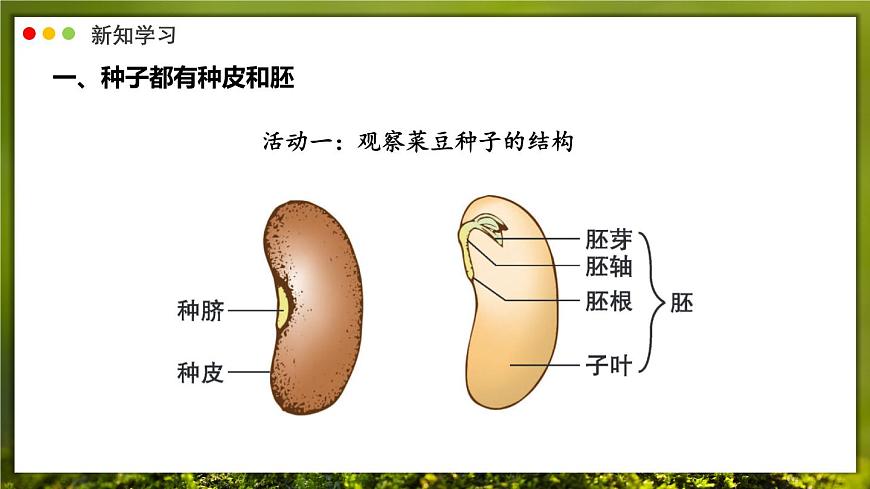 北师大版生物（2024）七年级上册 3.5.1 种子萌发形成幼苗 课件第8页