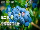 北師大版生物（2024）七年級上冊 3.5.2 營養(yǎng)器官的生長 課件