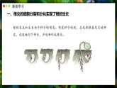 北師大版生物（2024）七年級上冊 3.5.2 營養(yǎng)器官的生長 課件