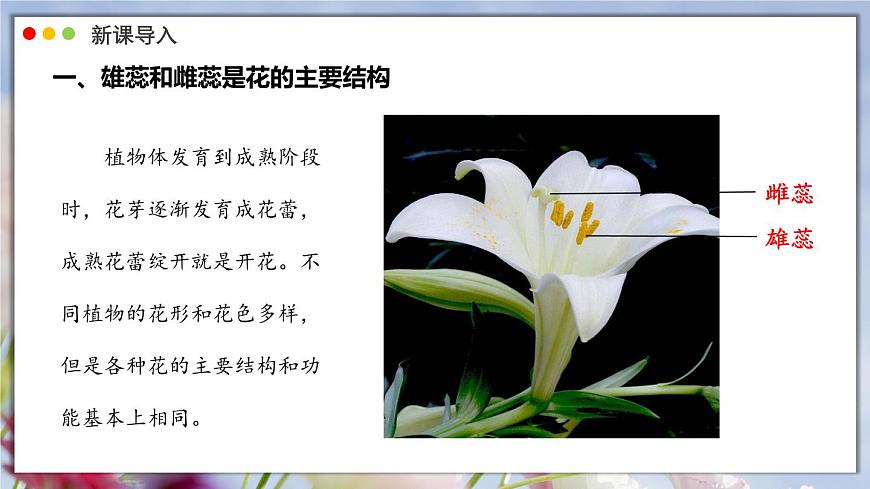 北师大版生物（2024）七年级上册 3.5.3 生殖器官的生长 课件第4页