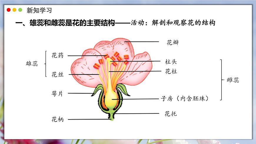 北师大版生物（2024）七年级上册 3.5.3 生殖器官的生长 课件第7页