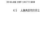初中生物人教版（2024）七年級(jí)下冊(cè)4.5 人體內(nèi)廢物的排出 課件