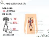 初中生物人教版（2024）七年級(jí)下冊(cè)4.5 人體內(nèi)廢物的排出 課件