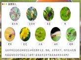 北師大版生物（2024）七年級上冊 1.1.1 行行色色的生物 課件