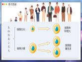 北師大版生物（2024）七年級上冊 2.3.1 細胞通過分裂而增殖  課件