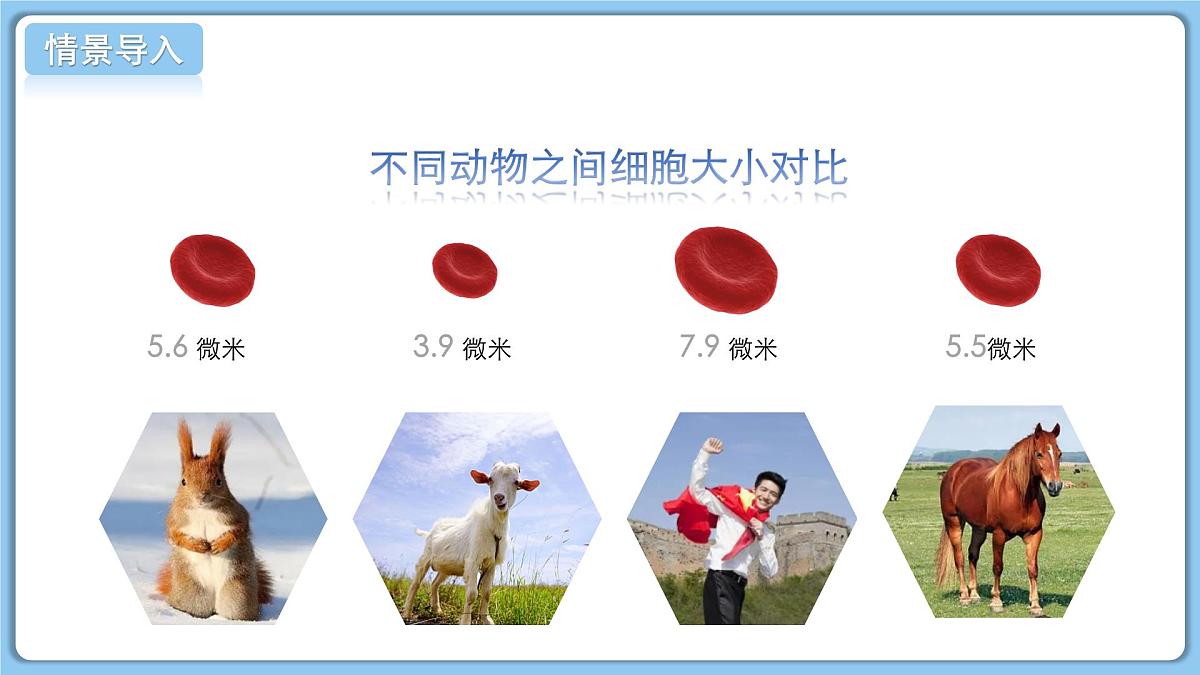 北师大版生物（2024）七年级上册 2.3.1 细胞通过分裂而增殖 课件第4页
