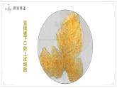蘇教版生物（2024）七年級上冊 1.1.2 動物細(xì)胞的結(jié)構(gòu)與功能  課件