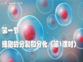 蘇教版生物（2024）七年級(jí)上冊(cè) 1.2.1 細(xì)胞的分裂和分化   第1課時(shí) 課件