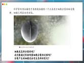 蘇教版生物（2024）七年級(jí)上冊(cè) 1.2.1 細(xì)胞的分裂和分化   第1課時(shí) 課件
