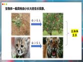 蘇教版生物（2024）七年級(jí)上冊(cè) 1.2.1 細(xì)胞的分裂和分化   第1課時(shí) 課件