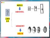 蘇教版生物（2024）七年級(jí)上冊(cè) 1.2.1 細(xì)胞的分裂和分化   第1課時(shí) 課件
