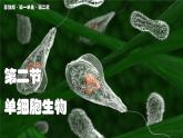 蘇教版生物（2024）七年級(jí)上冊 1.2.2  單細(xì)胞生物-同步課件