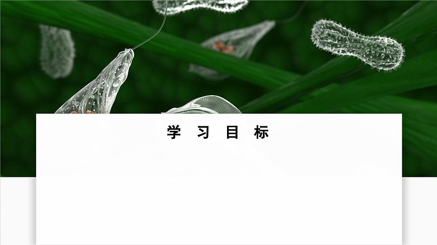 苏教版生物（2024）七年级上册 1.2.2  单细胞生物-同步课件第2页