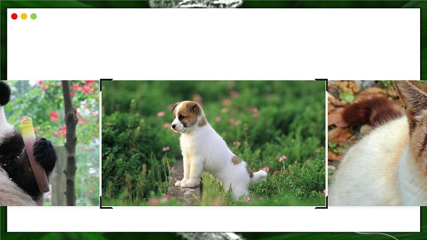 苏教版生物（2024）七年级上册 1.2.2  单细胞生物-同步课件第3页