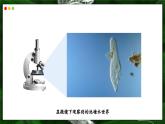 蘇教版生物（2024）七年級(jí)上冊 1.2.2  單細(xì)胞生物-同步課件