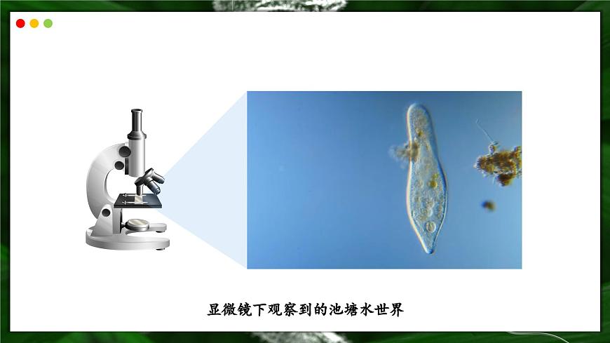苏教版生物（2024）七年级上册 1.2.2  单细胞生物-同步课件第4页