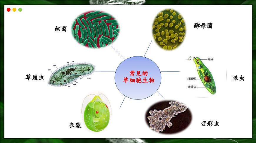 苏教版生物（2024）七年级上册 1.2.2  单细胞生物-同步课件第5页