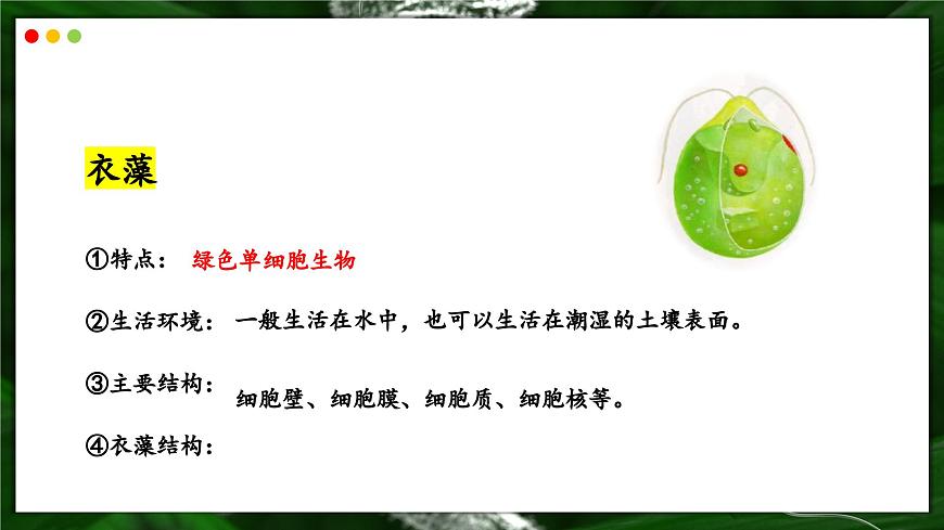 苏教版生物（2024）七年级上册 1.2.2  单细胞生物-同步课件第7页