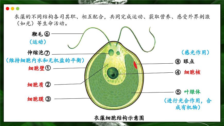 苏教版生物（2024）七年级上册 1.2.2  单细胞生物-同步课件第8页