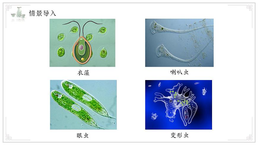 苏教版生物（2024）七年级上册 1.2.2单细胞生物 课件第4页