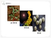 蘇教版生物（2024）七年級(jí)上冊 1.2.2單細(xì)胞生物 課件