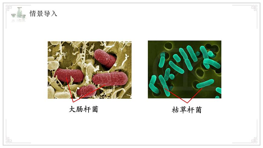 苏教版生物（2024）七年级上册 1.2.2单细胞生物 课件第6页