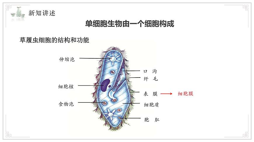 苏教版生物（2024）七年级上册 1.2.2单细胞生物 课件第7页