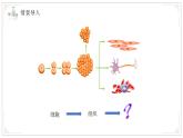 蘇教版生物（2024）七年級(jí)上冊(cè) 1.2.3 多細(xì)胞生物 課件