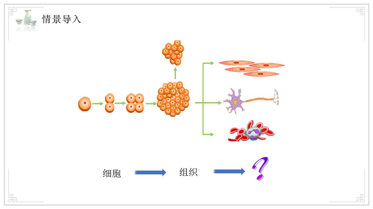 苏教版生物（2024）七年级上册 1.2.3 多细胞生物 课件第2页