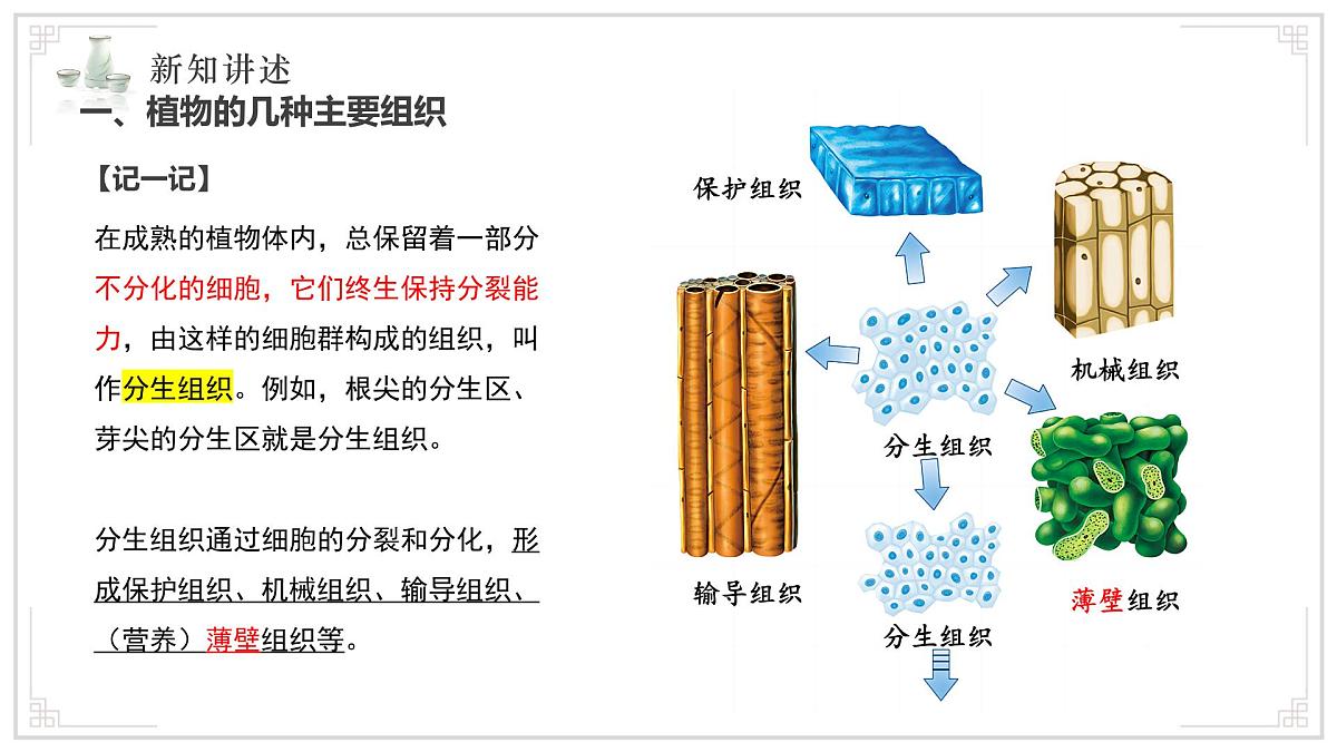 苏教版生物（2024）七年级上册 1.2.3 多细胞生物 课件第4页