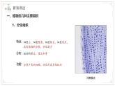 蘇教版生物（2024）七年級(jí)上冊(cè) 1.2.3 多細(xì)胞生物 課件