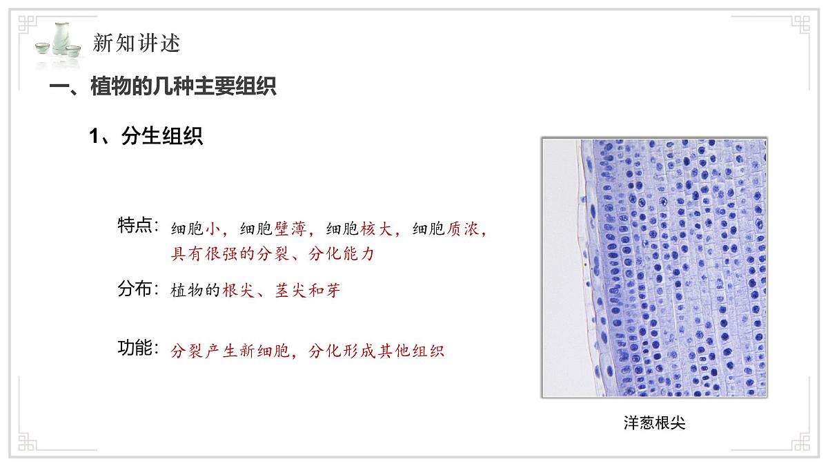 苏教版生物（2024）七年级上册 1.2.3 多细胞生物 课件第5页