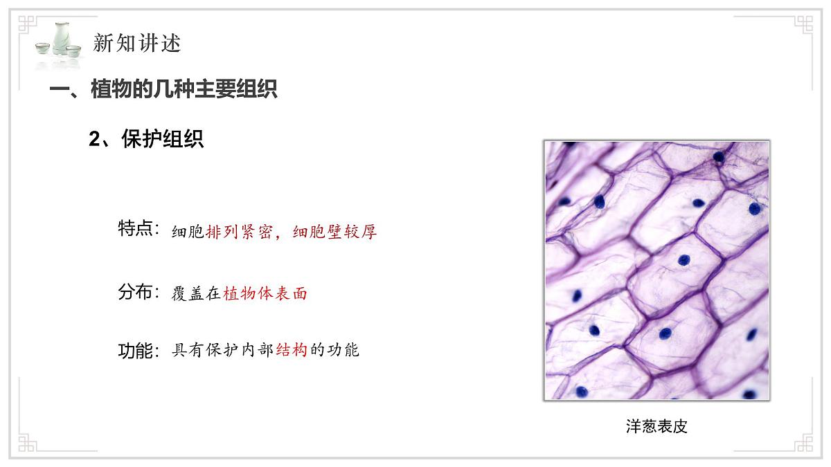 苏教版生物（2024）七年级上册 1.2.3 多细胞生物 课件第6页