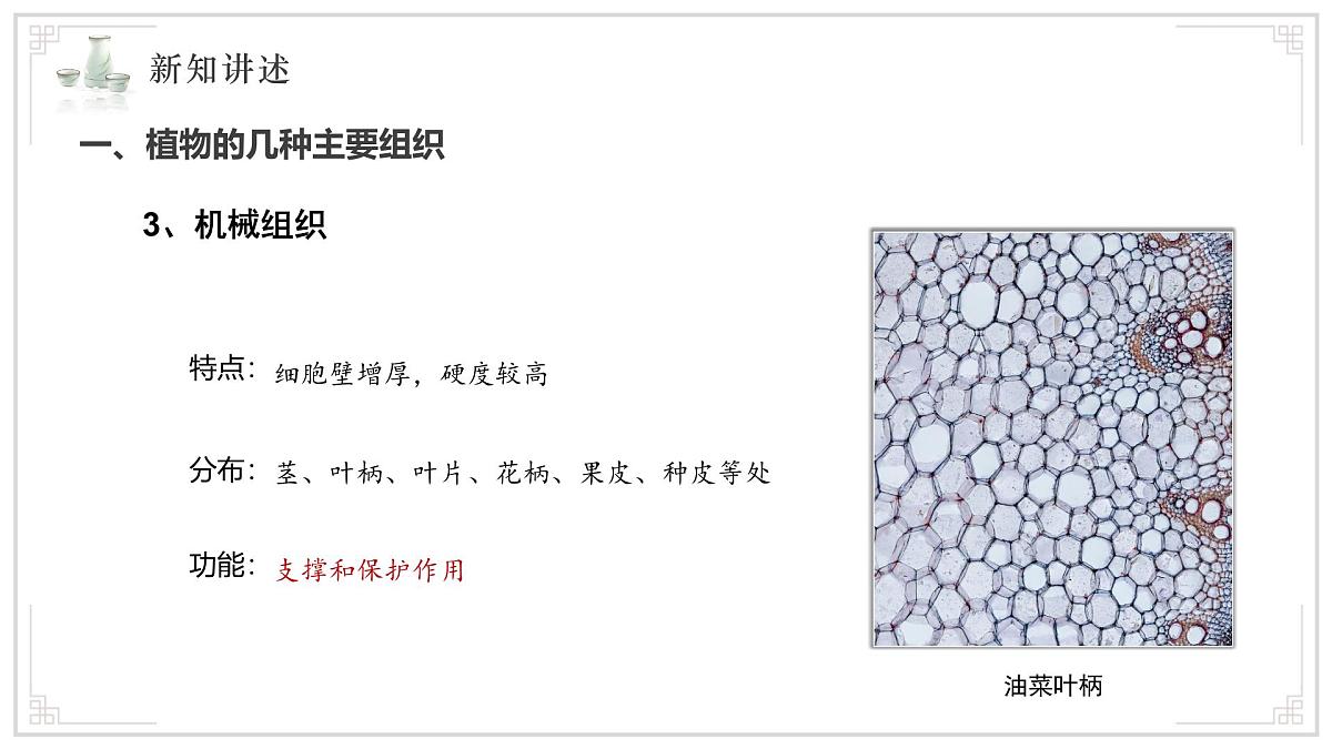 苏教版生物（2024）七年级上册 1.2.3 多细胞生物 课件第7页