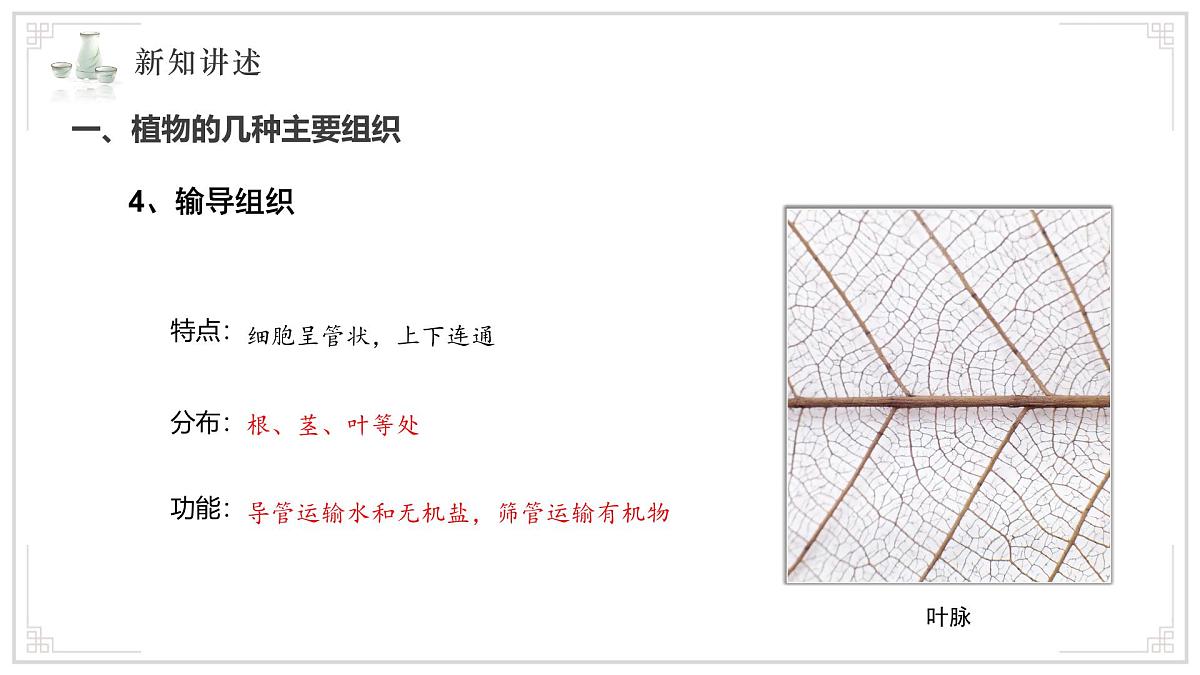 苏教版生物（2024）七年级上册 1.2.3 多细胞生物 课件第8页