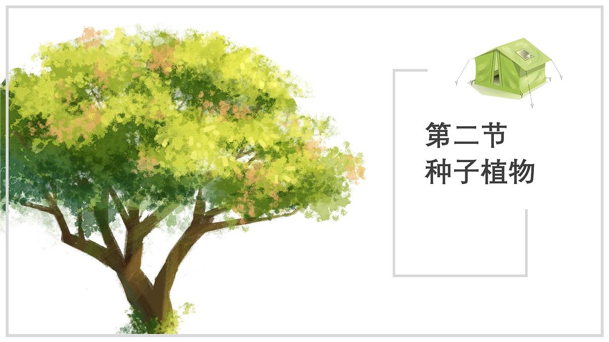 苏教版生物（2024）七年级上册 2.3.2 种子植物 课件 (2)第1页