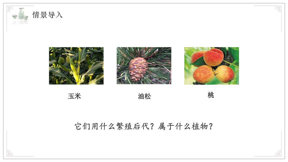 苏教版生物（2024）七年级上册 2.3.2 种子植物 课件 (2)第2页