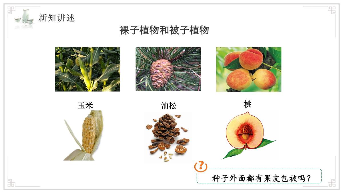 苏教版生物（2024）七年级上册 2.3.2 种子植物 课件 (2)第4页