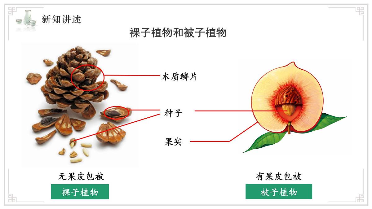 苏教版生物（2024）七年级上册 2.3.2 种子植物 课件 (2)第5页